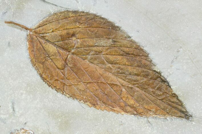 Fossil Hackberry (Celtis) Leaf - Montana #105191